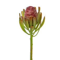 Leucodendron twig, 52 cm,