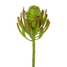 Leucodendron-Zweig, 52cm, grün