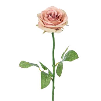 Rose, 60cm, old rose