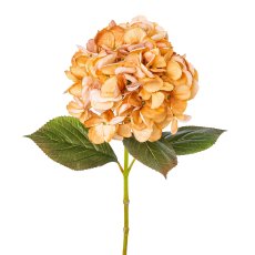 Hydrangea, 65cm, apricot