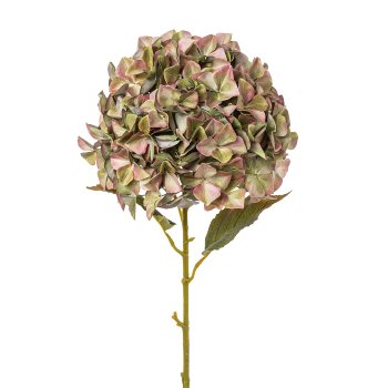 Hydrangea, XXL, 110cm, green-purple