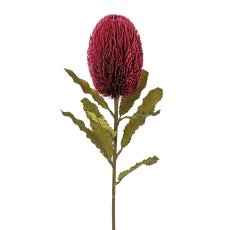 Banksia, 65 cm, bordeaux