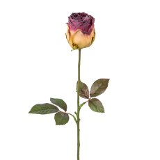 Rose, 46 cm, lila