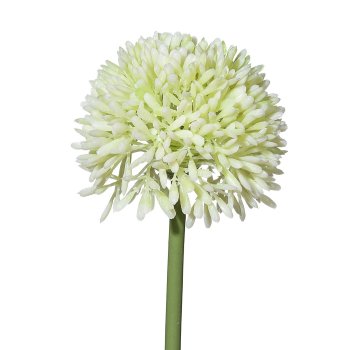 Allium 6/bundle, 44cm, white