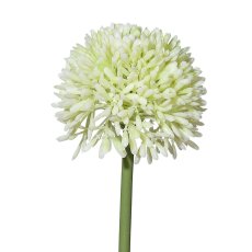 Allium 6/Bunch, 44 cm, White