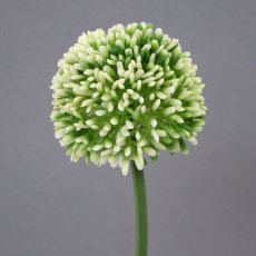 Allium 6/bundle, 44cm, white-green