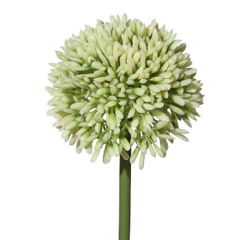 Allium 6/bundle, 44cm, white-green