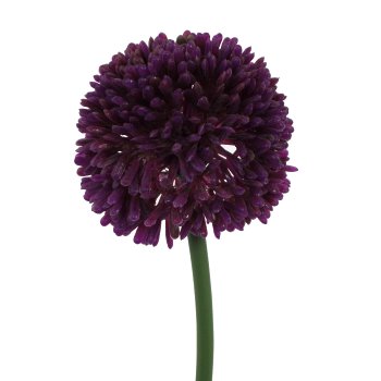 Allium 6/Bund, 44cm, violett