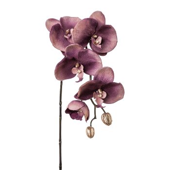 Phalaenopsis, 66cm, purple