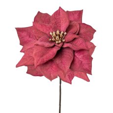 Poinsettie, 56cm, bordeaux