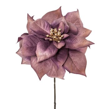 Poinsettie, 56cm, purple