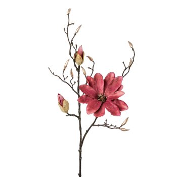 Magnolia, 86cm, bordeaux