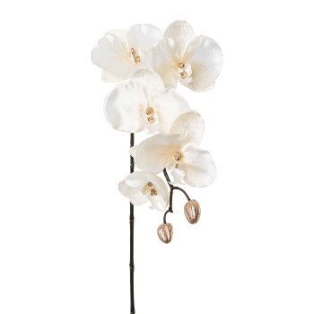 Phalaenopsis, 66cm, cream