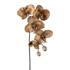 Phalaenopsis, 66cm, brown