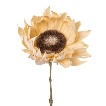 sunflower, 58cm, cream