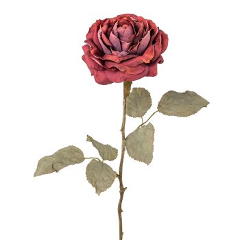 Rose, 56cm, bordeaux