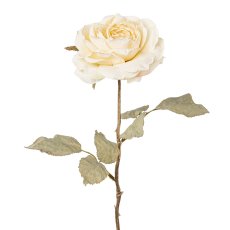 rose, 56 cm, cream