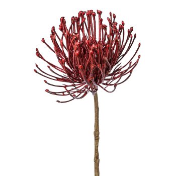 Pincushion protea, 48cm, bordeaux