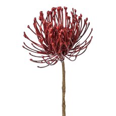 Pincushion protea,,48