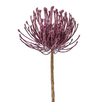 Pincushion protea, 48cm, purple