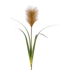 Pampas grass, 76cm, natural