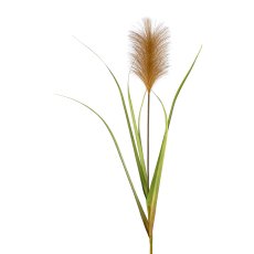 Pampas grass, 107cm, natural