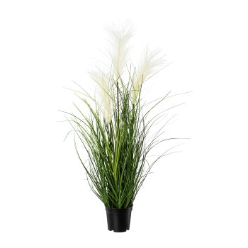 Pampas grass in pot, 76cm, cream