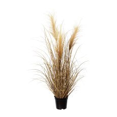 Pampas grass in pot, 76 cm,