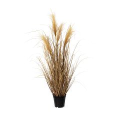 Pampas grass in pot, 92 cm,