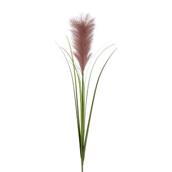 Pampasgras, 78cm, dunkelrosa