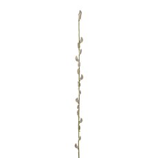 Weidekätzchen, 84 cm, natur