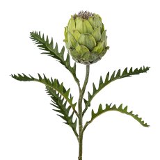 Protea, 63cm, green