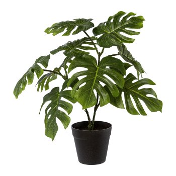 Split-Philo im Topf, 41cm, grün