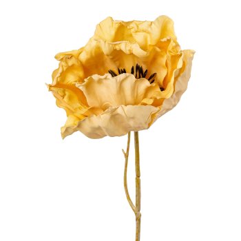 Mohn, 51cm, gelb