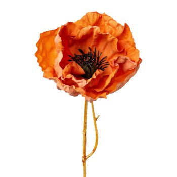 Mohn, 51cm, apricot