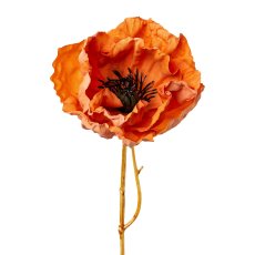 Poppy, 51cm, apricot