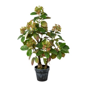 Cotinus in pot, 62cm, green-pink