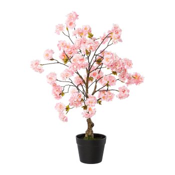 Cherry blossom tree in pot, 70 cm, pink