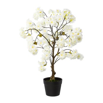 Kirschblütenbaum im Topf, 70 cm, weiß