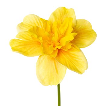 Daffodil, 40cm, yellow