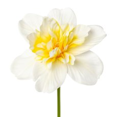 Daffodil, 40cm, white