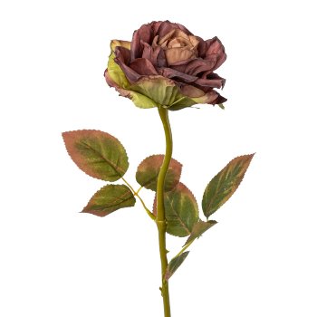 Rose, 57cm, aubergine