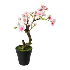 Almond bonsai in pot, 26 cm,