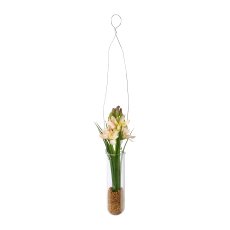 Hyacinth in hanging vase,