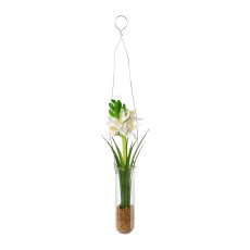 Hyacinth in hanging vase,