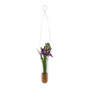 Hyacinth in hanging vase, purple, 35x4cm