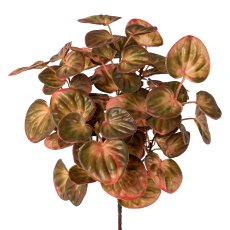 Pilea bush, 30cm, green-pink