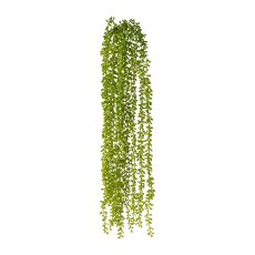 Columnea hanging bush, 90cm, green