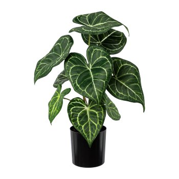 Anthurium plant in pot, 37cm