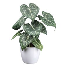 Anthurium plant in pot, 37cm